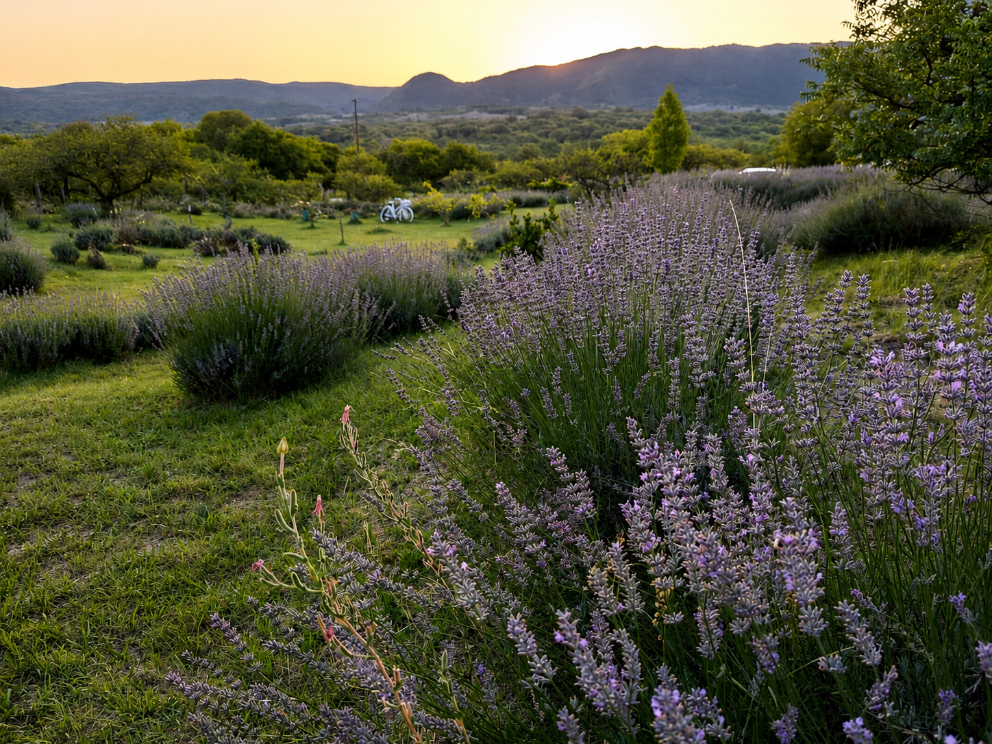 Campo de lavanda en flor al atardecer en Calmayo, Valle de Calamuchita, Córdoba — bicicleta blanca entre las flores