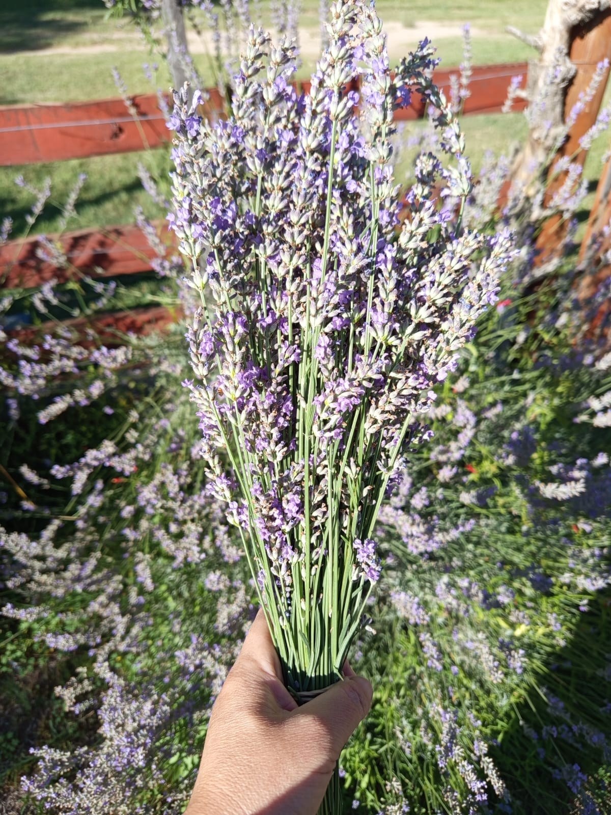 Ramo de lavanda recién cosechada en el campo de Aromahérba, Calmayo — materia prima de MAMU Casa de Té